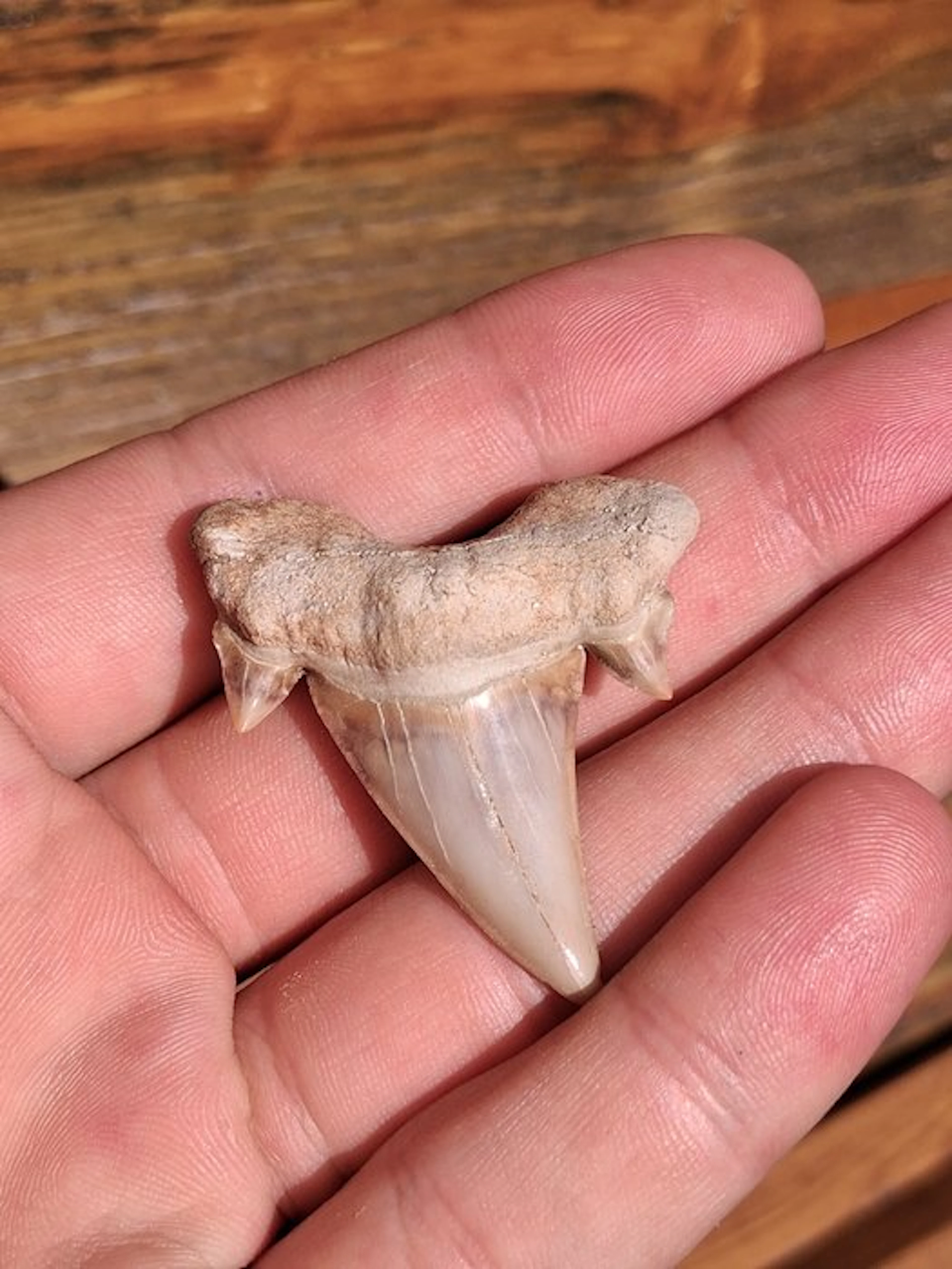 Shark - Fossil tooth - Otodus Obliquus - 5 cm - 4 cm (No reserve price)