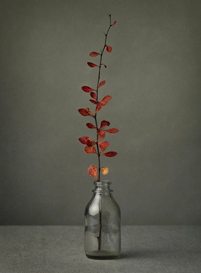 Tessa Posthuma de Boer - Small stories from the Wetlands #2