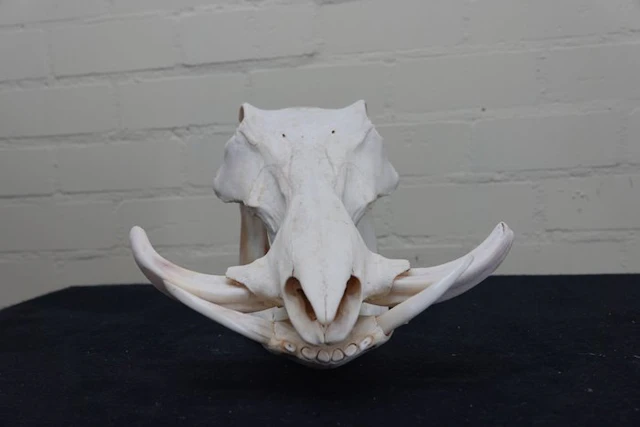 African Warthog Skull - Phacochoerus africanus - 0 cm...
