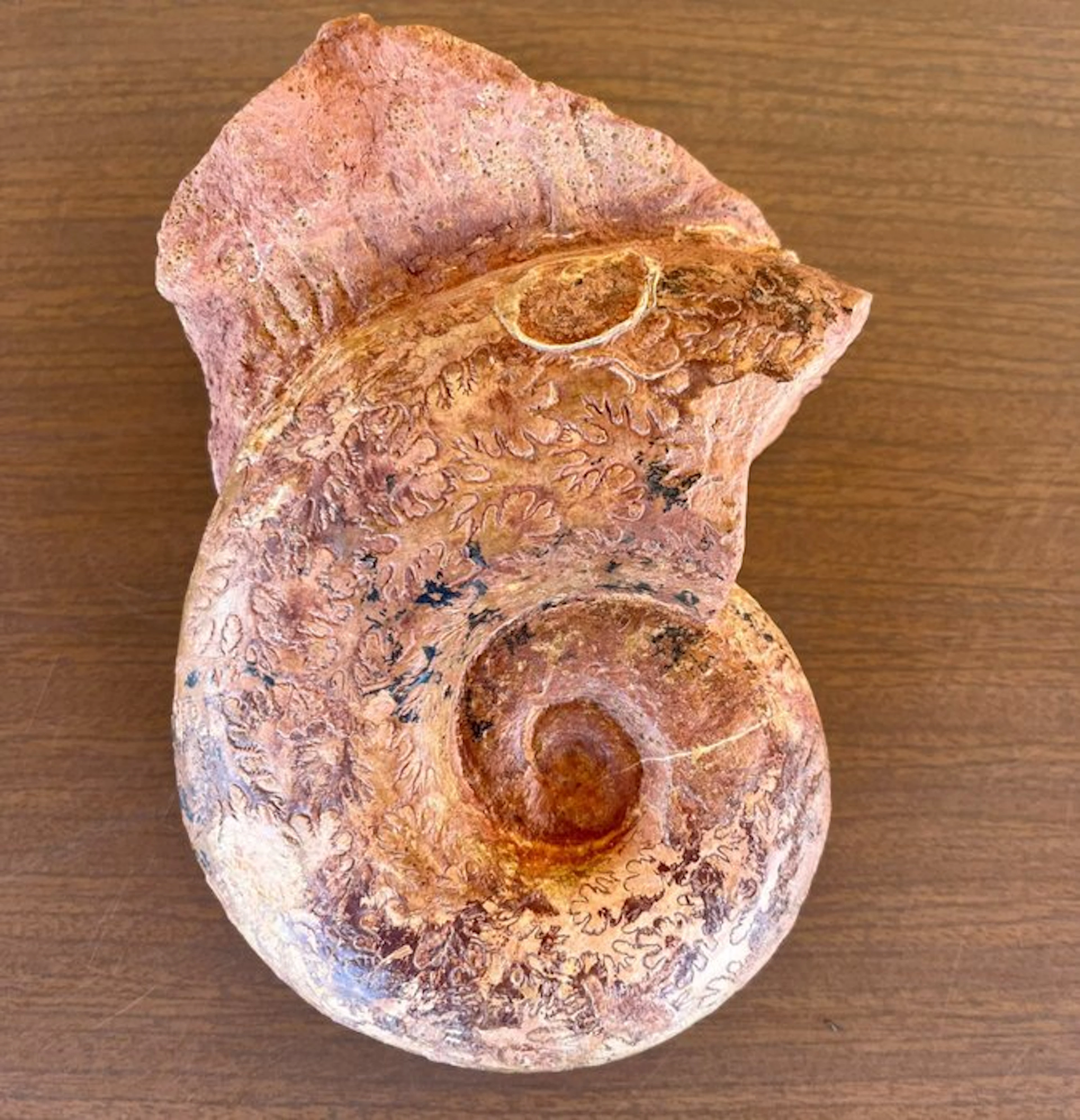 Ammonite - Fossilised shell - Beautiful