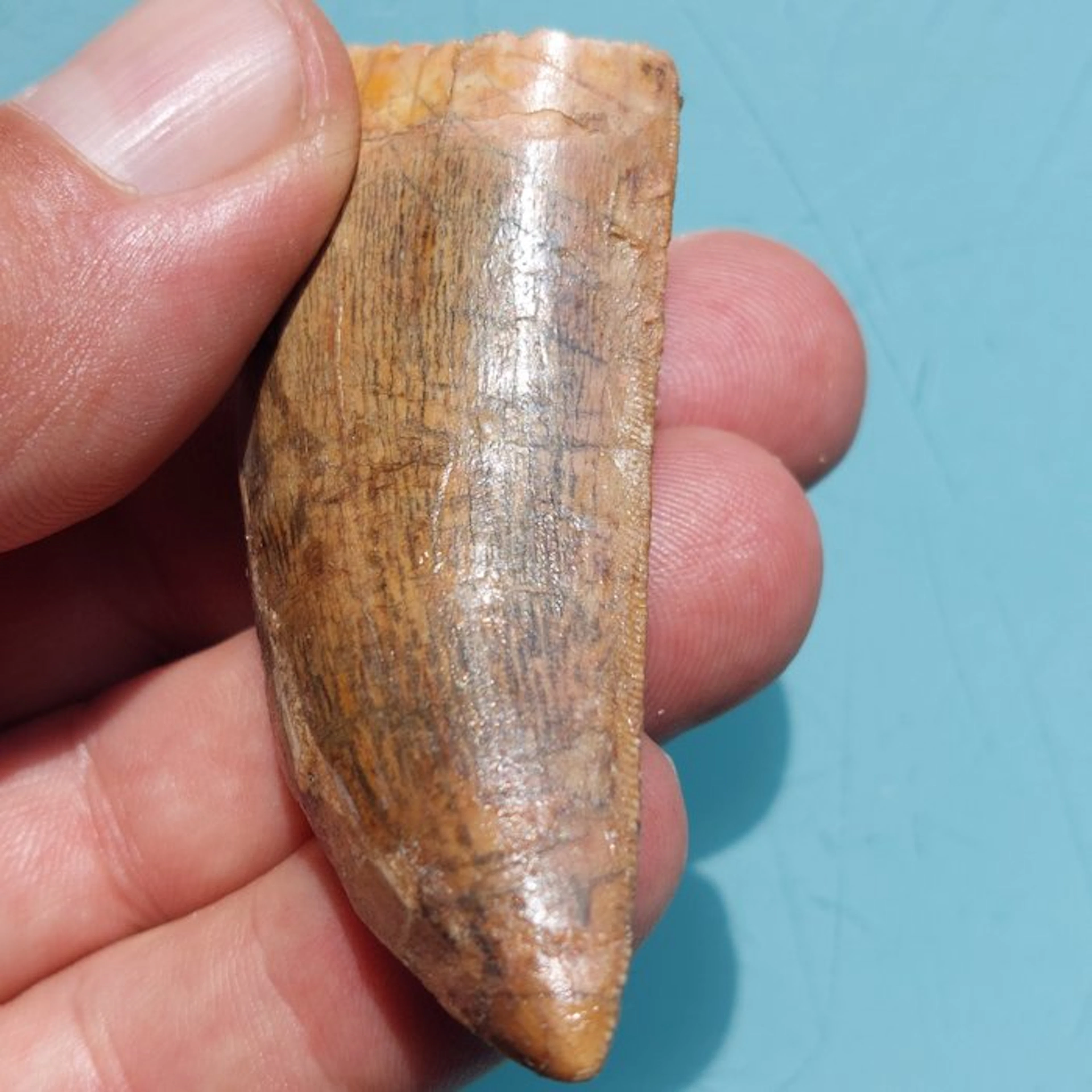 Dinosaur - Fossil tooth - Carcharodontosaurus sp. - 73 mm - 35 mm