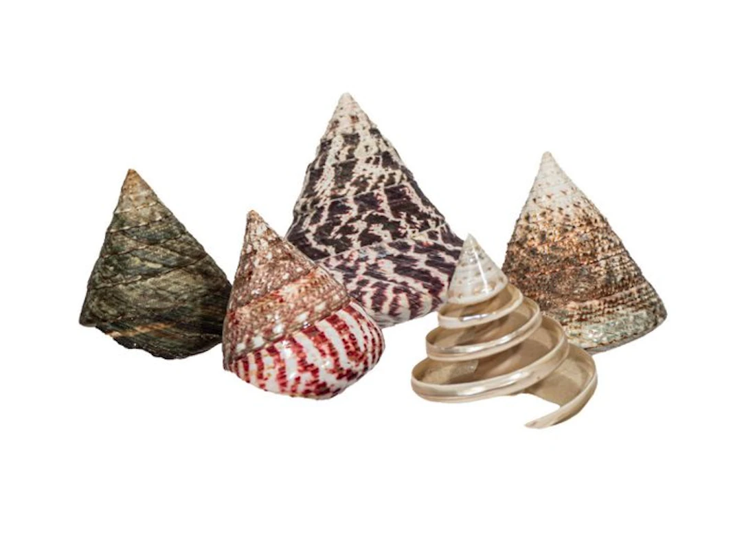 Rochia Collection (5 pieces) | Ø 5.0 to 8.0 cm | Top...