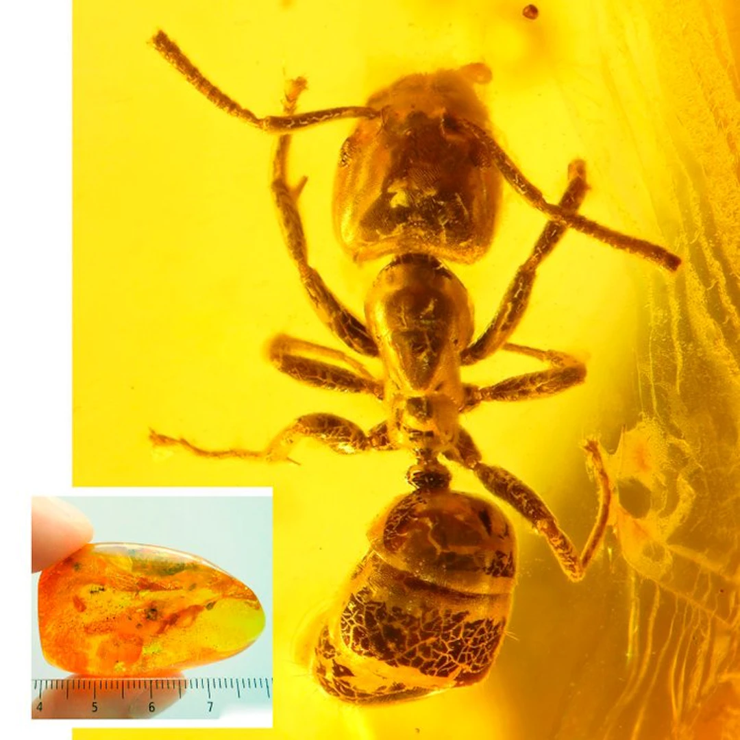Amber - Amber - Ant + Dance fly - ant is over 3mm - 42 mm - 17 mm