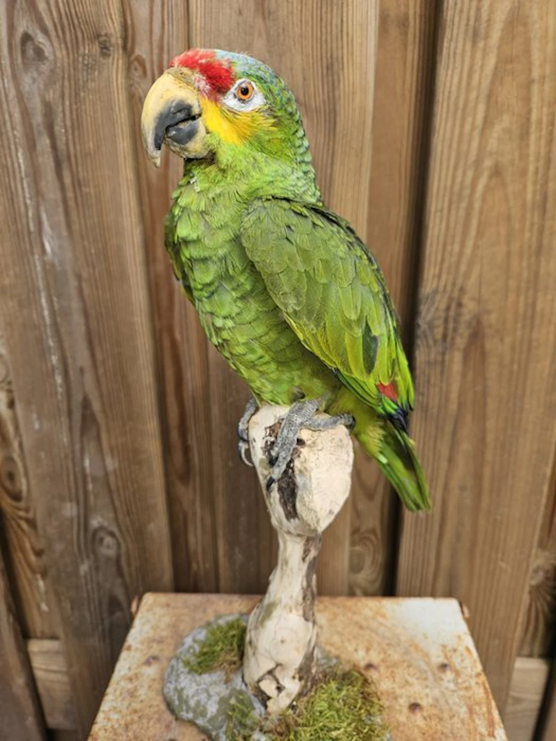 Red-lored Amazon parrot Taxidermy full body mount...