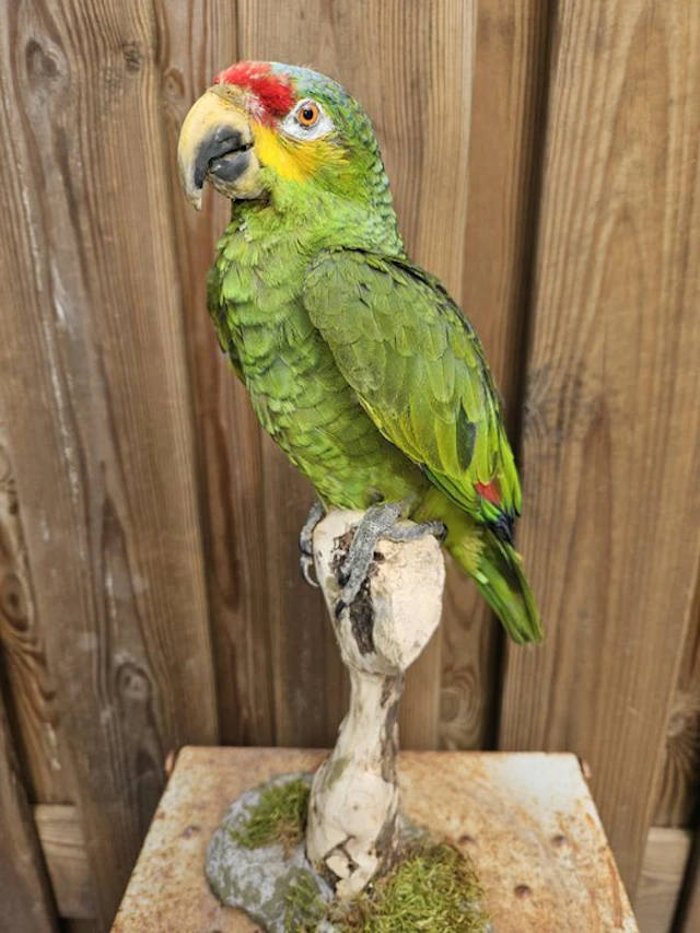 Red-lored Amazon parrot Taxidermy full body mount...