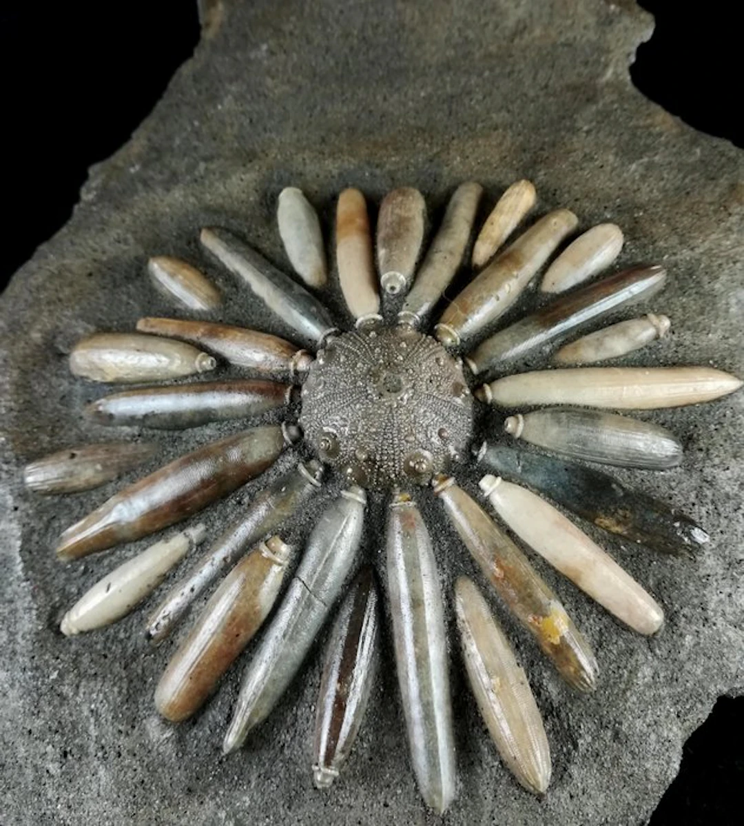 Fossil sea urchin!!! - Shell with radioles - Fossilised...