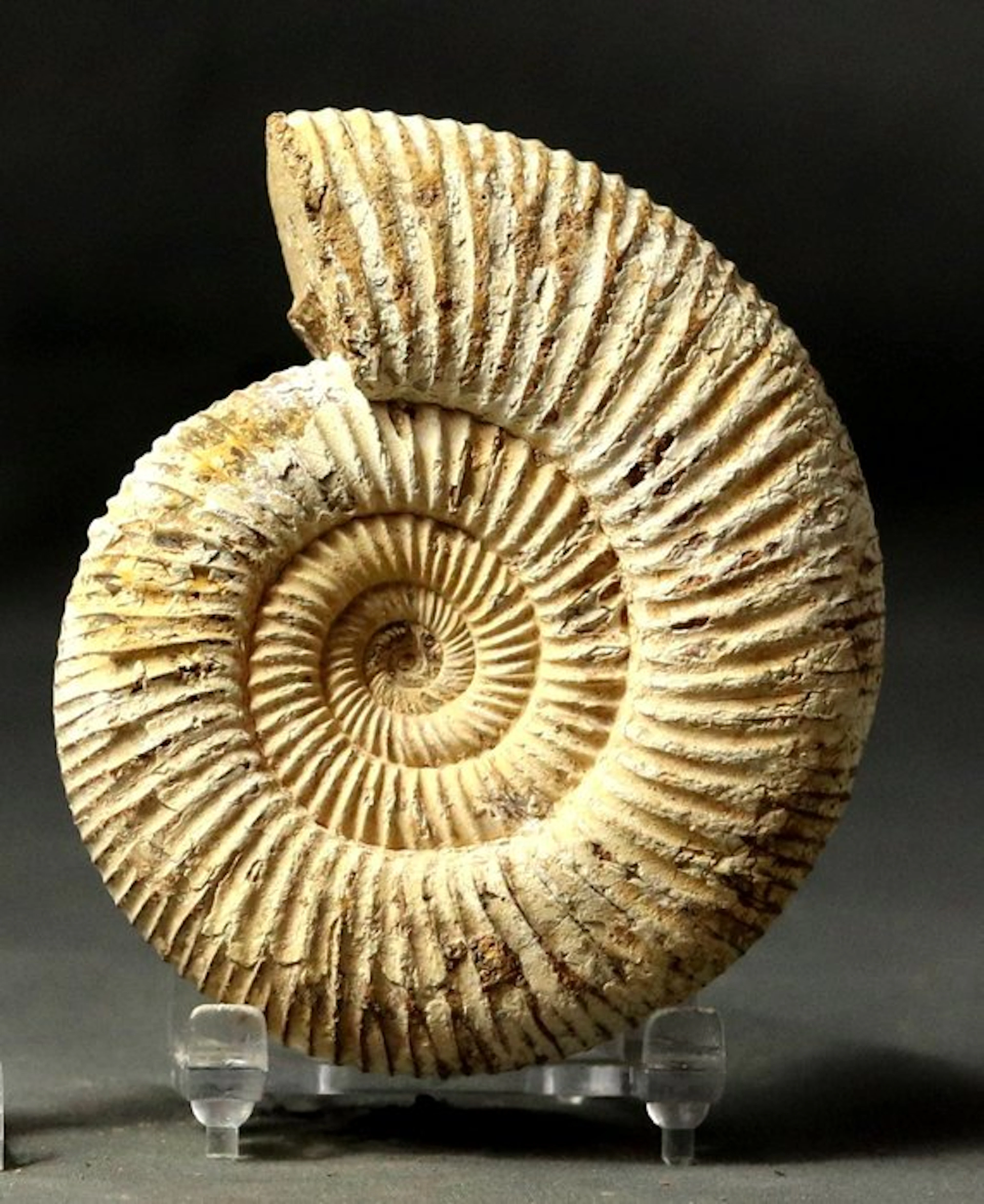 Fine ammonite with nice preservation - Fossilised animal...
