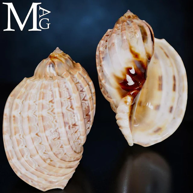 Exquisite Madagascar Collector Specimen - Harpa Major...