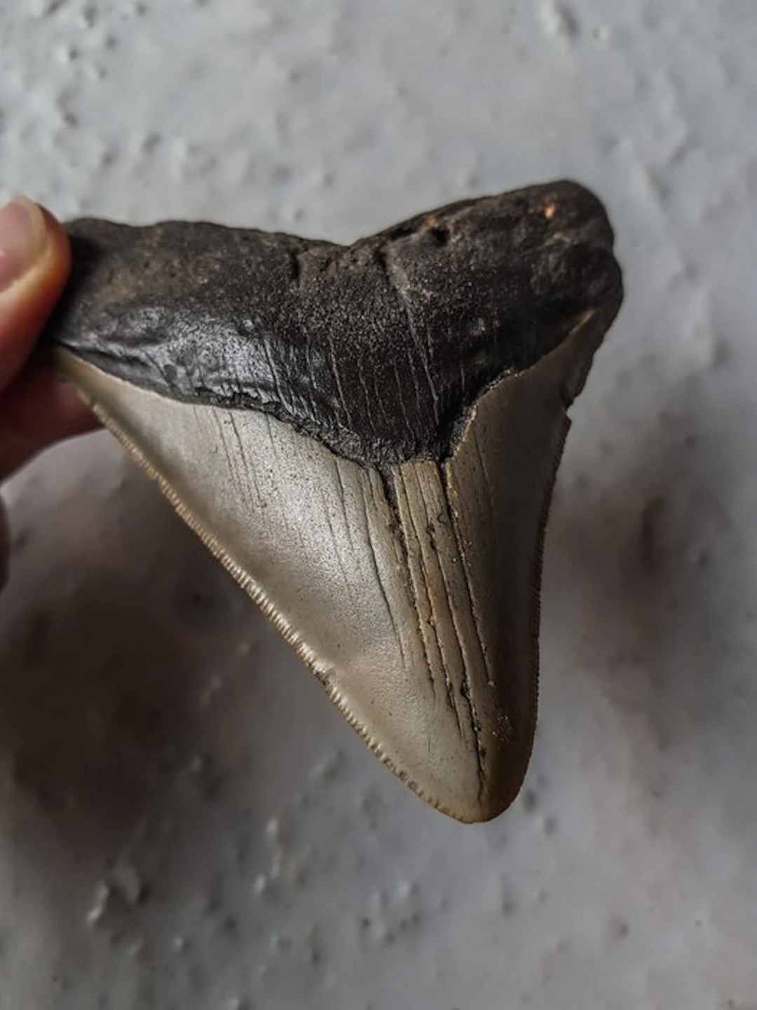 Megalodon - Fossil tooth - 11.5 cm - 9.5 cm