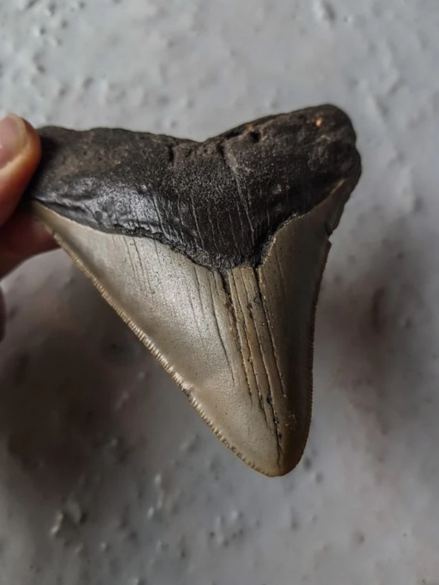 Megalodon - Fossil tooth - 11.5 cm - 9.5 cm