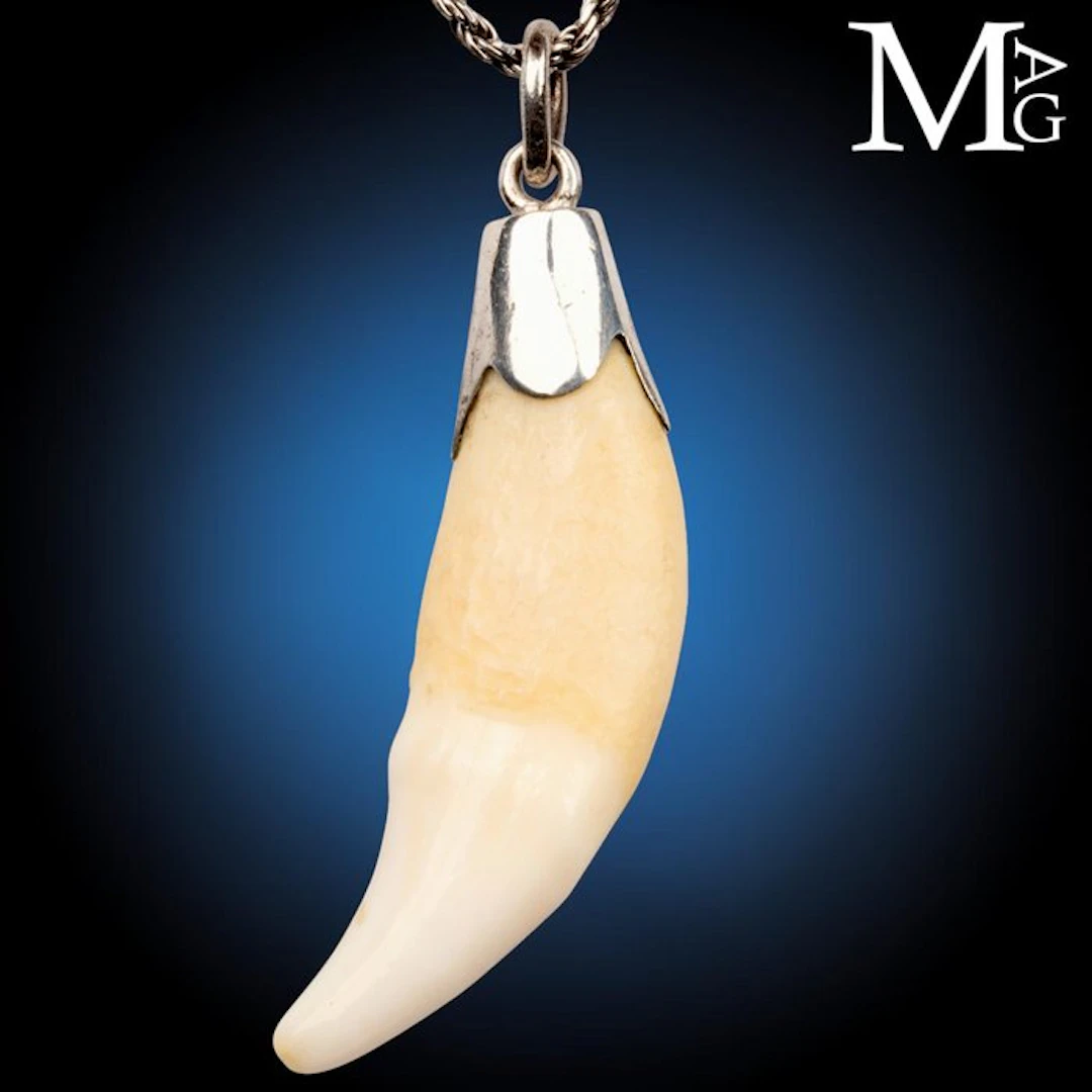 Natural Mammal Canine Tooth Pendant Polished Sterling...