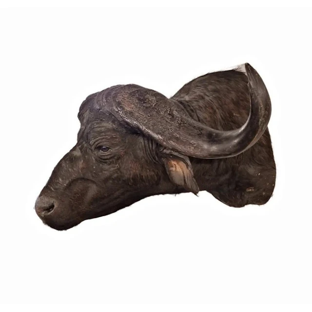 Cape buffalo Taxidermy shoulder mount - Cyncerus caffer...