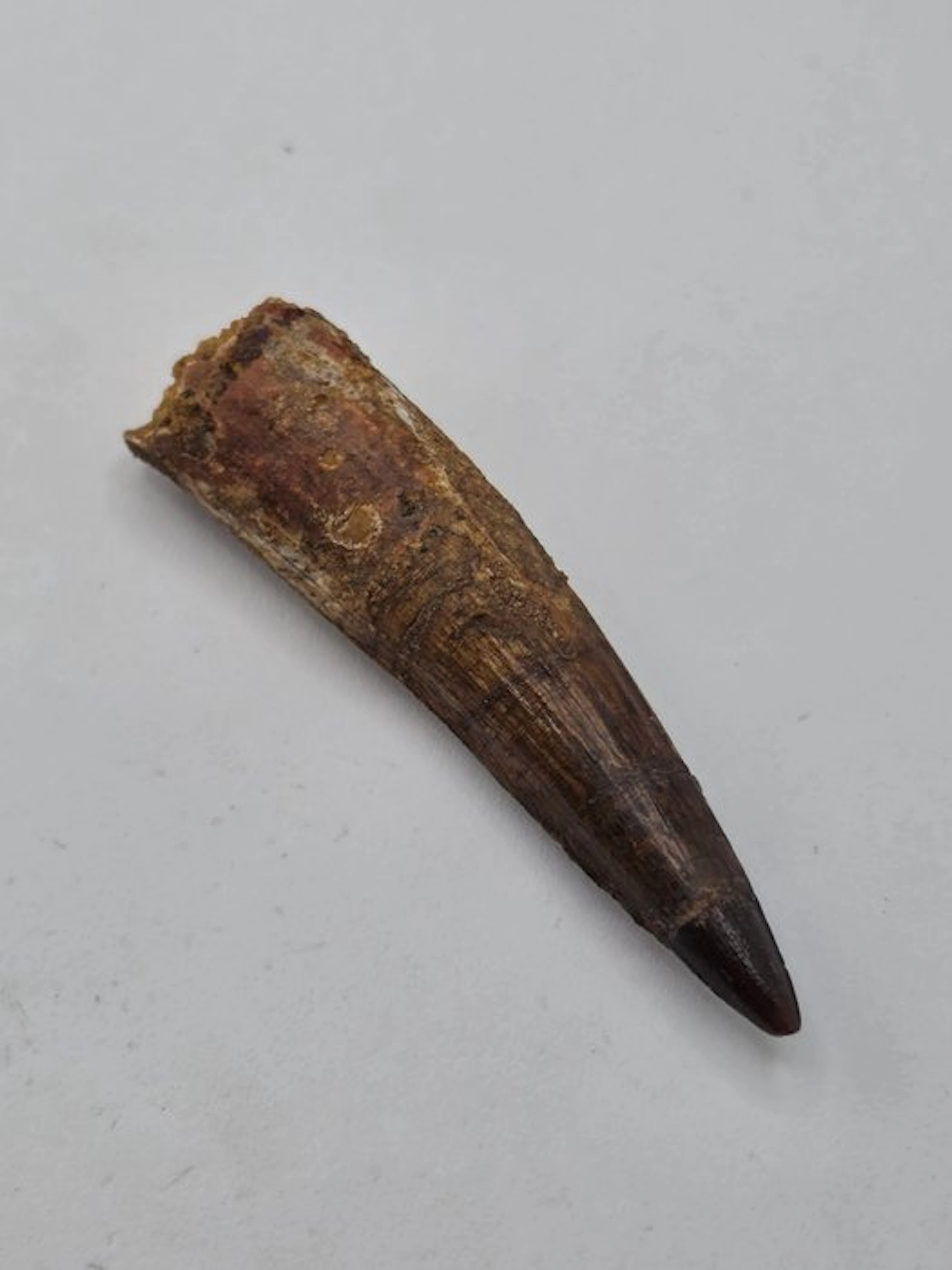 Spinosaur - Fossil tooth - Spinosaur Aegyptiacus - 7 cm (No reserve price)