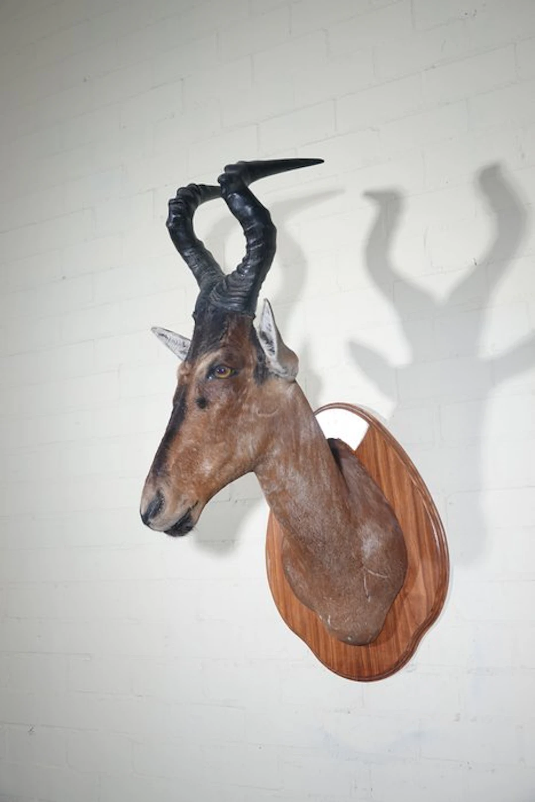 Hartebeest Taxidermy wall mount - Alcelaphus buselaphus...