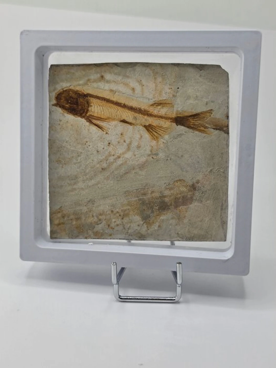 Fish - Fossilised animal - Lycoptera - 11 cm (No reserve price)