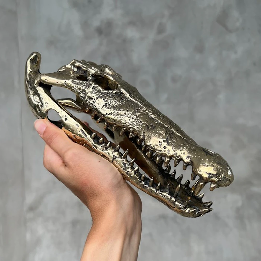 Saltwater crocodile Skull - No Reserve Price - Polished...