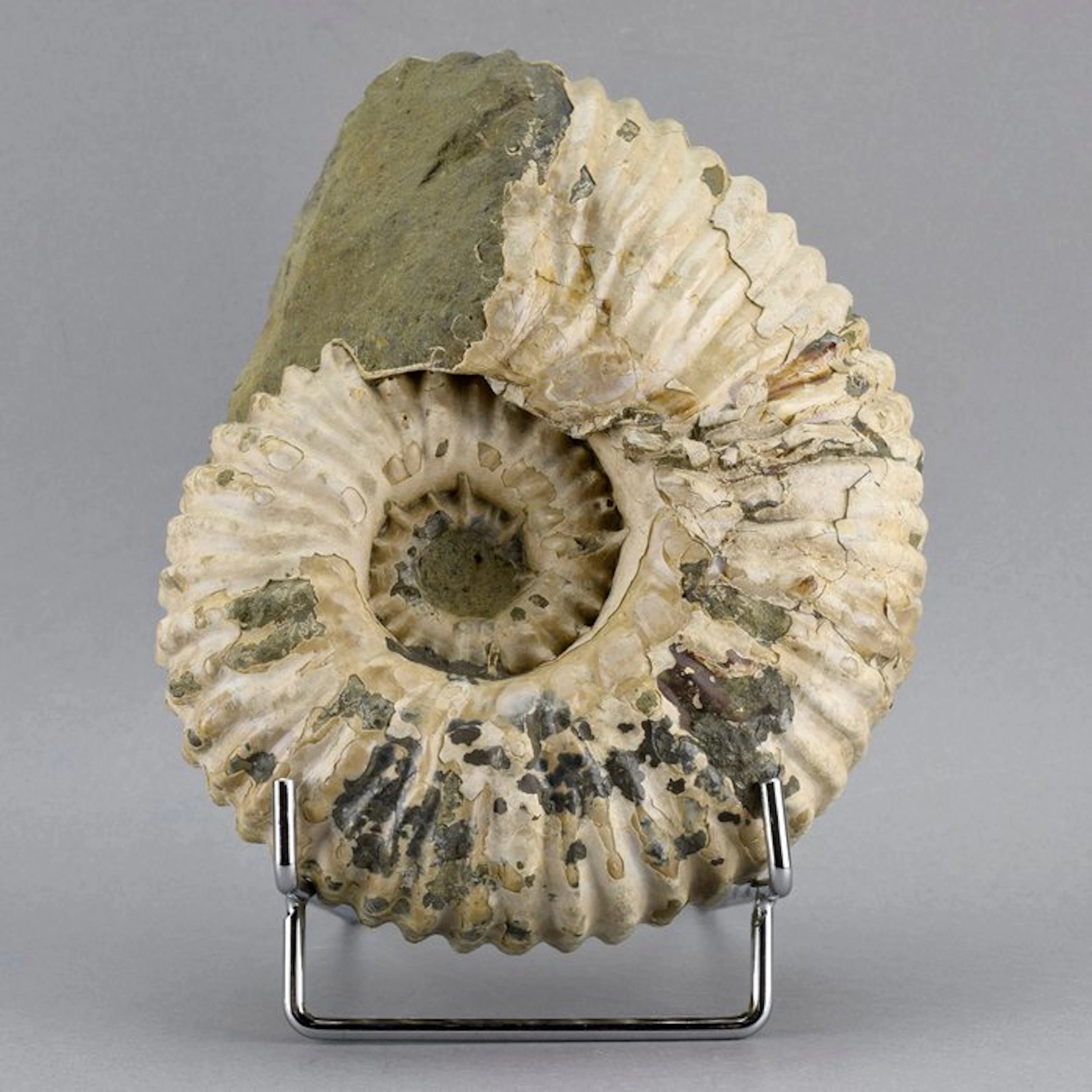 Ammonite - Fossilised animal - Douvilleiceras mammillatum - 16.5 cm