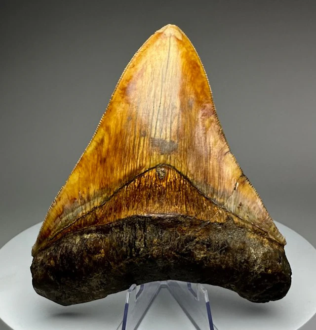 Megalodon - Fossil tooth - 13 cm - 11 cm
