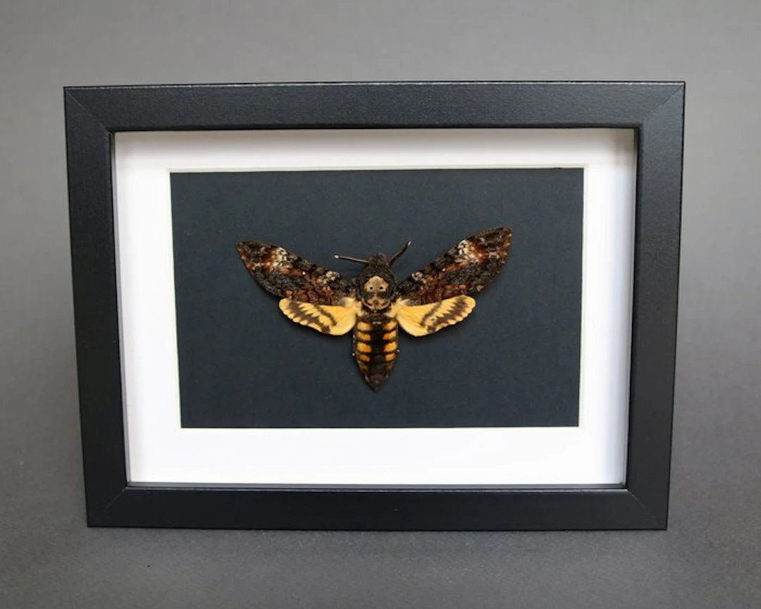 Moth Taxidermy full body mount - Acherontia atropos - 13...