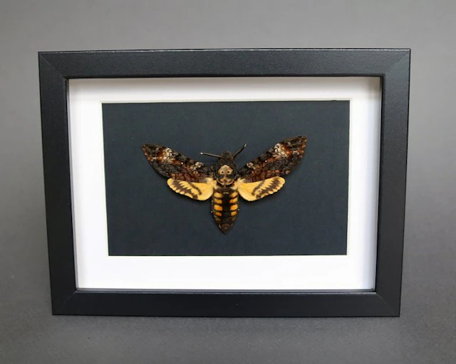 Moth Taxidermy full body mount - Acherontia atropos - 13...