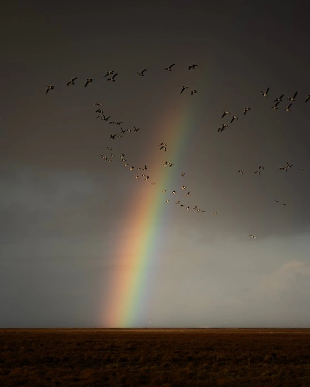 Gosse Bouma - THE RAINBOW