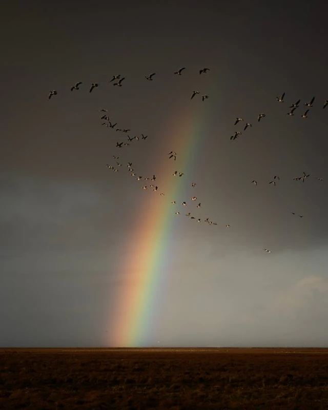 Gosse Bouma - THE RAINBOW
