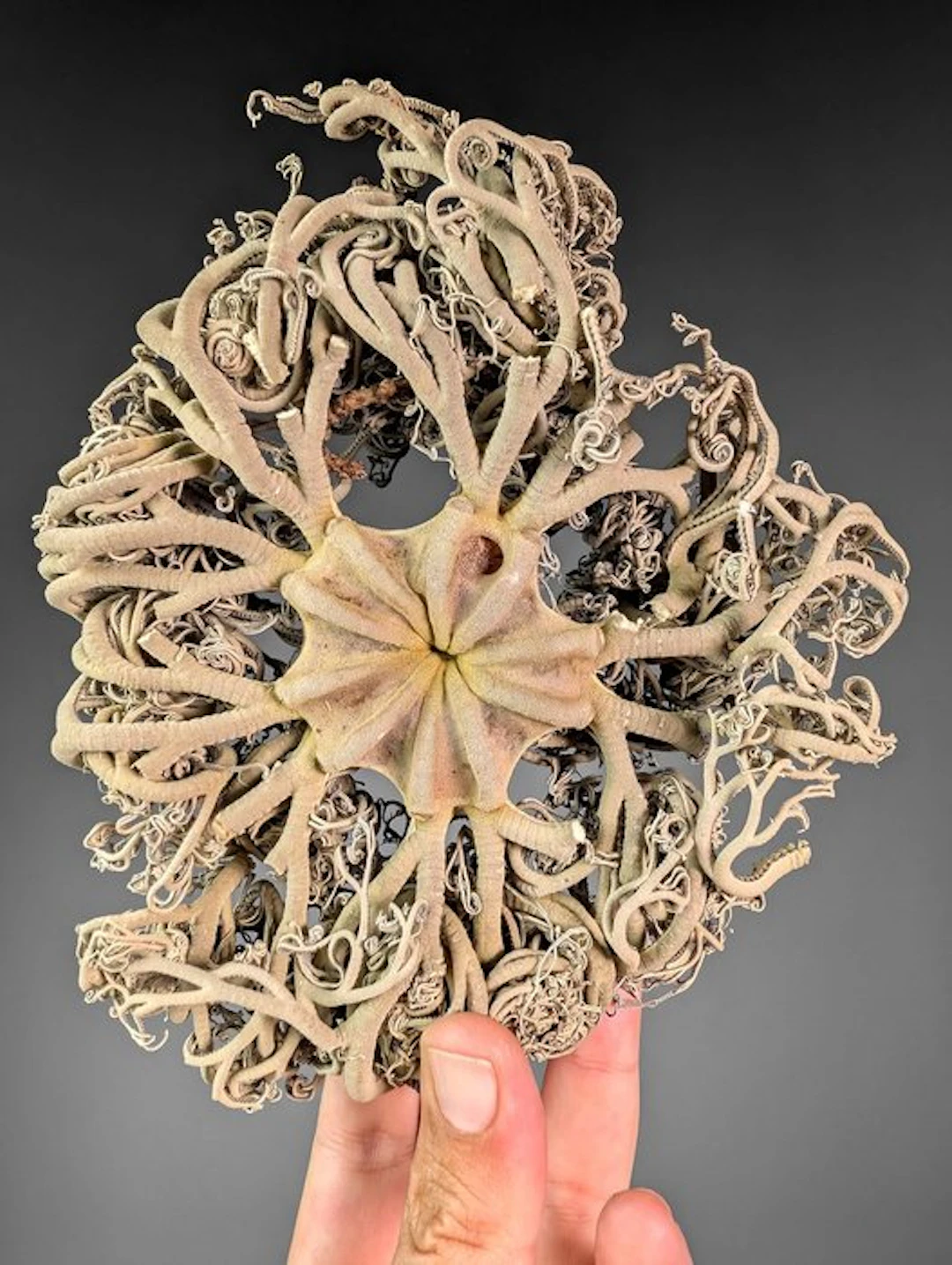 Basket Stars (Ophiuroidea) Taxidermy full body mount...