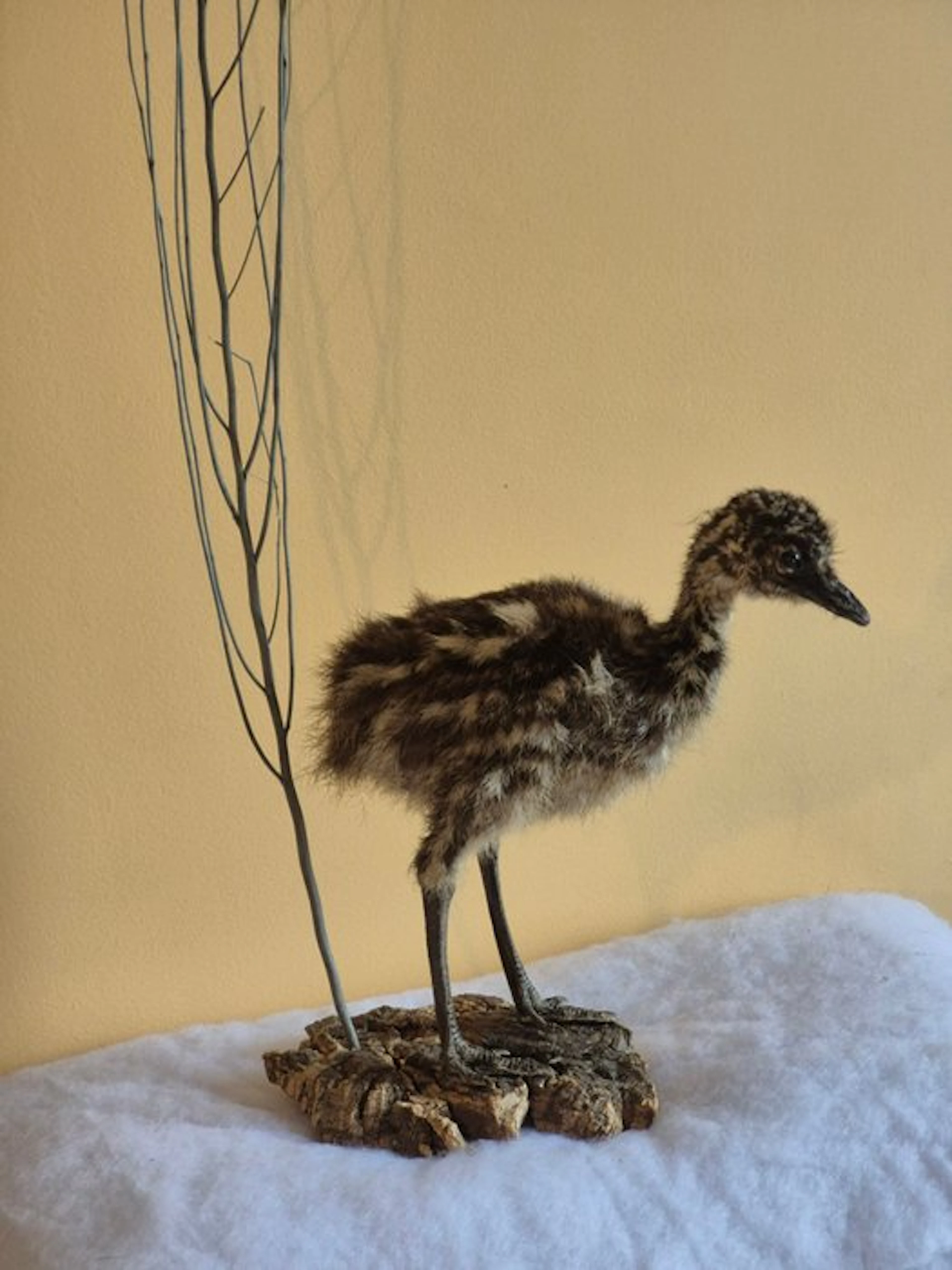 Emu Taxidermy wall mount - Dromaius novaehollandiae...
