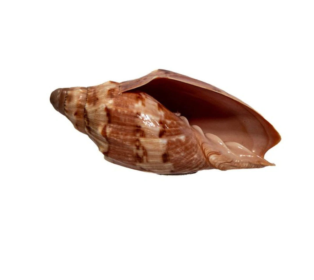 Cymbiola deshayesi (80 mm