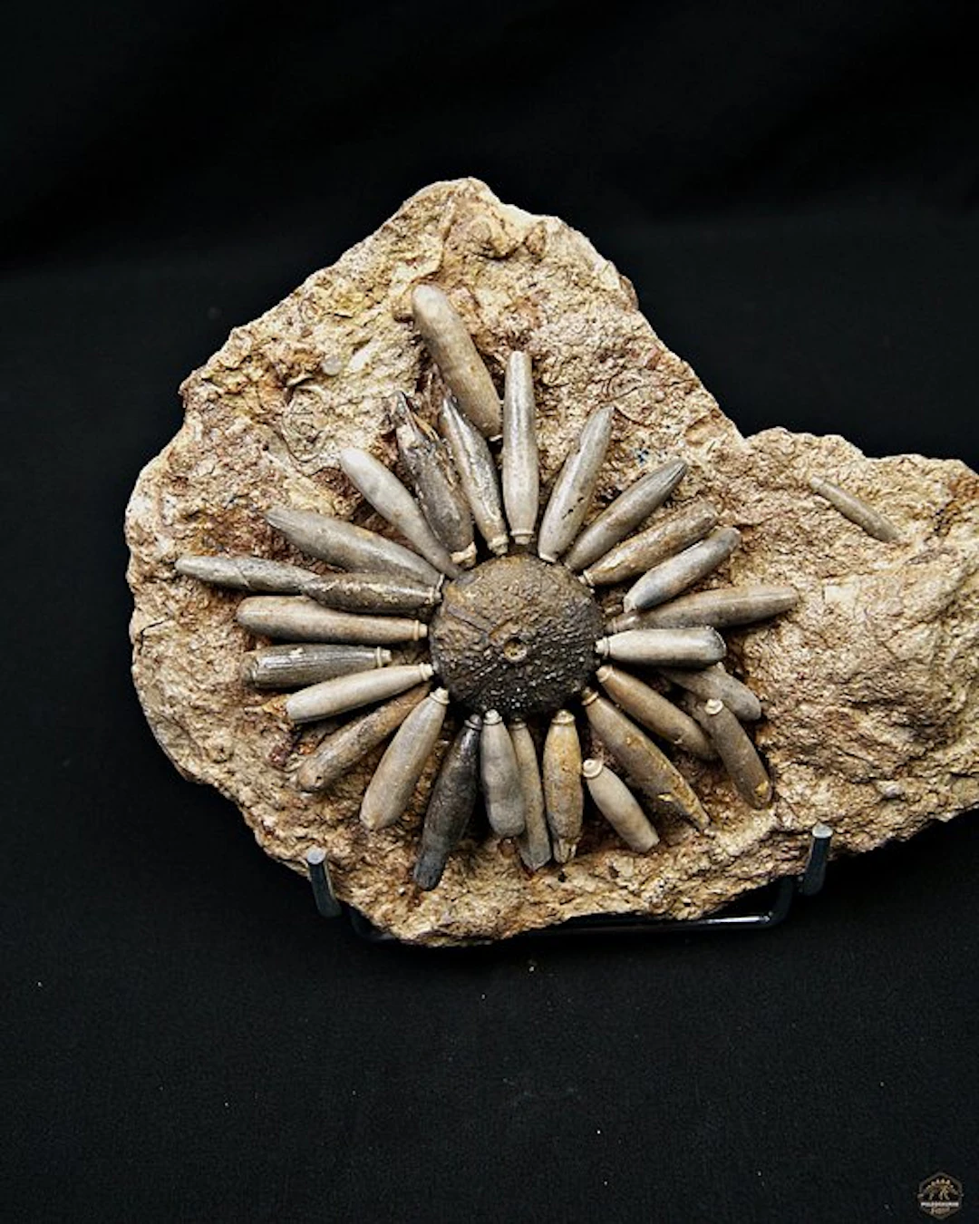 Sea Urchin - Fossilised animal - Asterocidaris bistriata