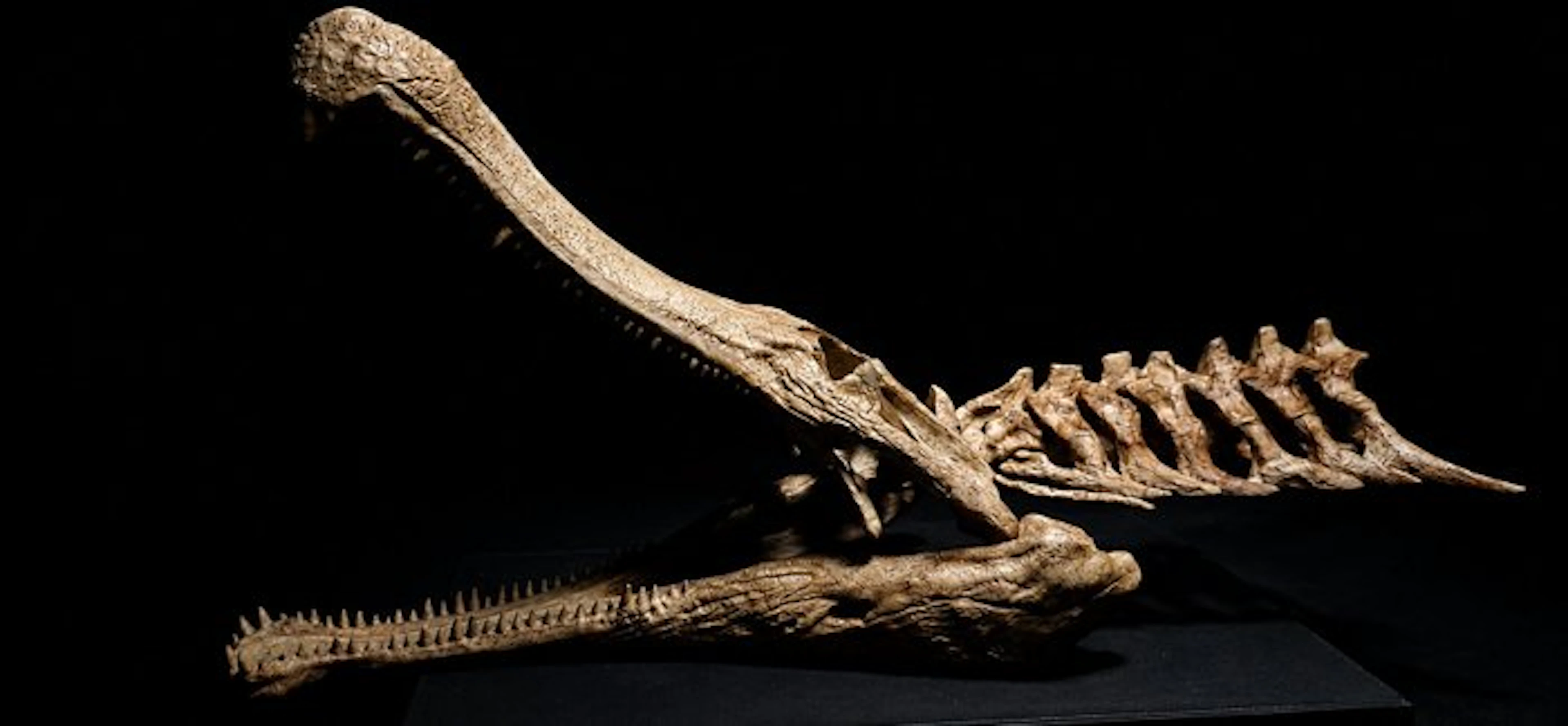 Replica Sarcosuchus Imperator 30 cm - Fossil skull (No reserve price)