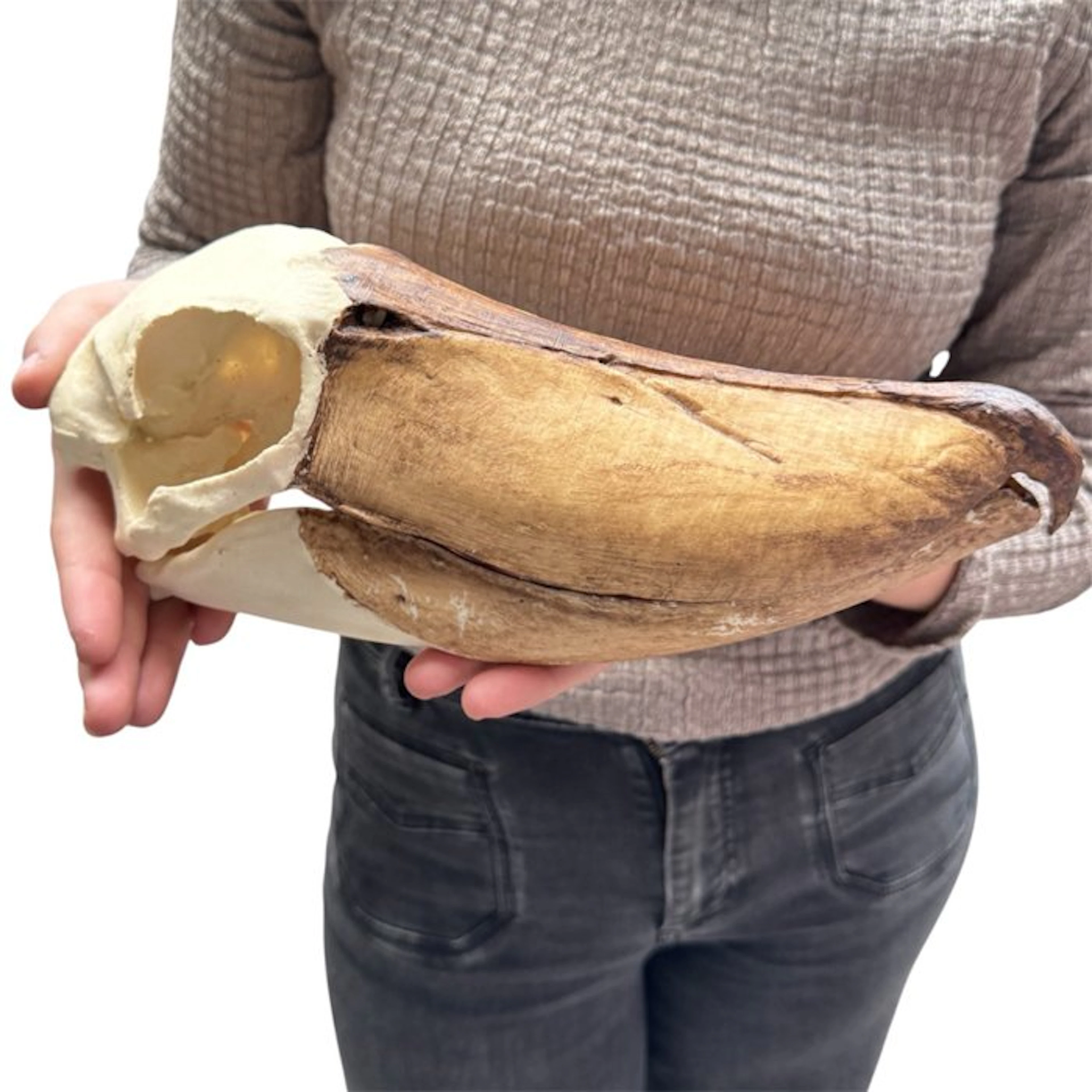 Shoebill stork skull cast Taxidermy replica mount...