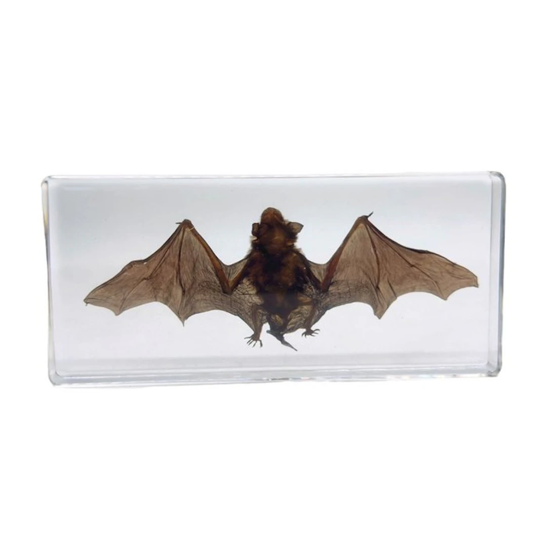 Bat in epoxy resin Taxidermy full body mount - Chiroptera...