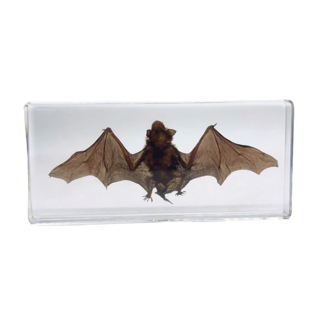 Bat in epoxy resin Taxidermy full body mount - Chiroptera...