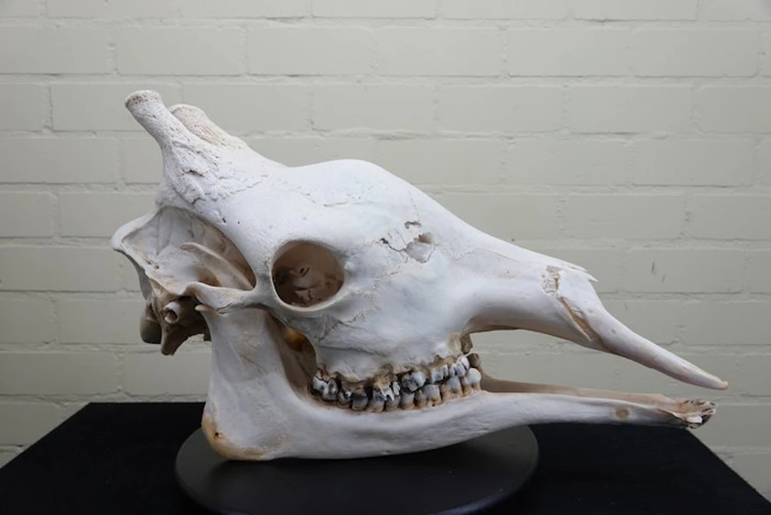 Northern Giraffe Skull - Giraffa camelopardalis (with...