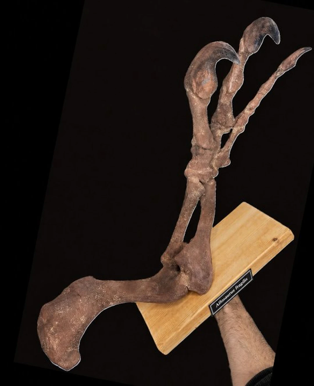 Museum-Grade REPLICA - Fossilised claw - Allosaurus fragilis - 60 cm - 37 cm