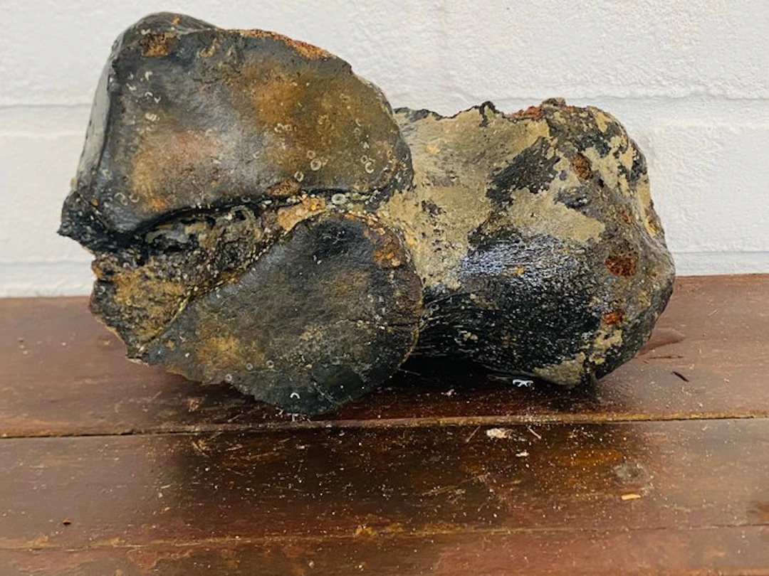 Woolly Mammoth - Fossil fragment - Mammuthus primigenius...