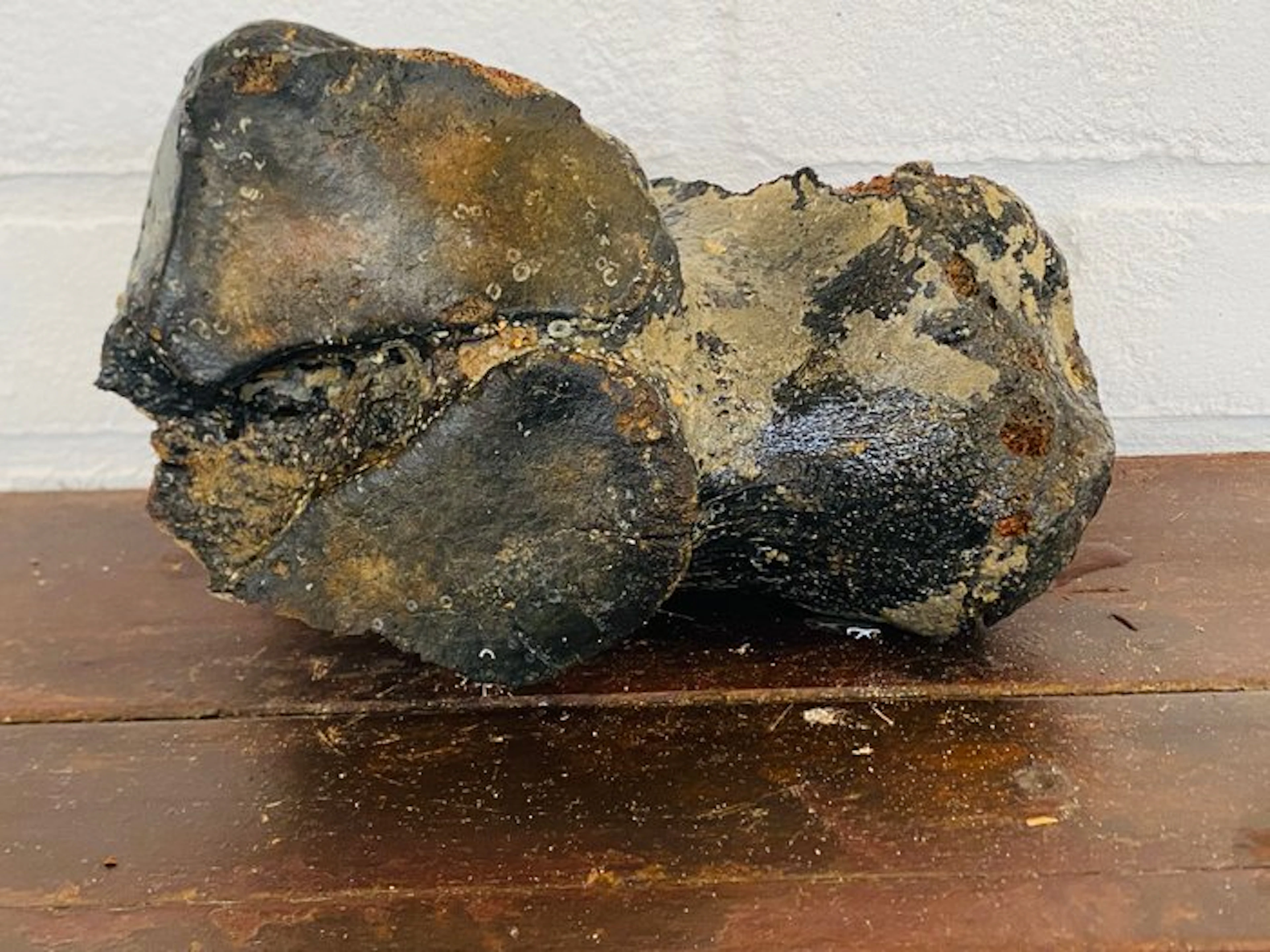 Woolly Mammoth - Fossil fragment - Mammuthus primigenius...