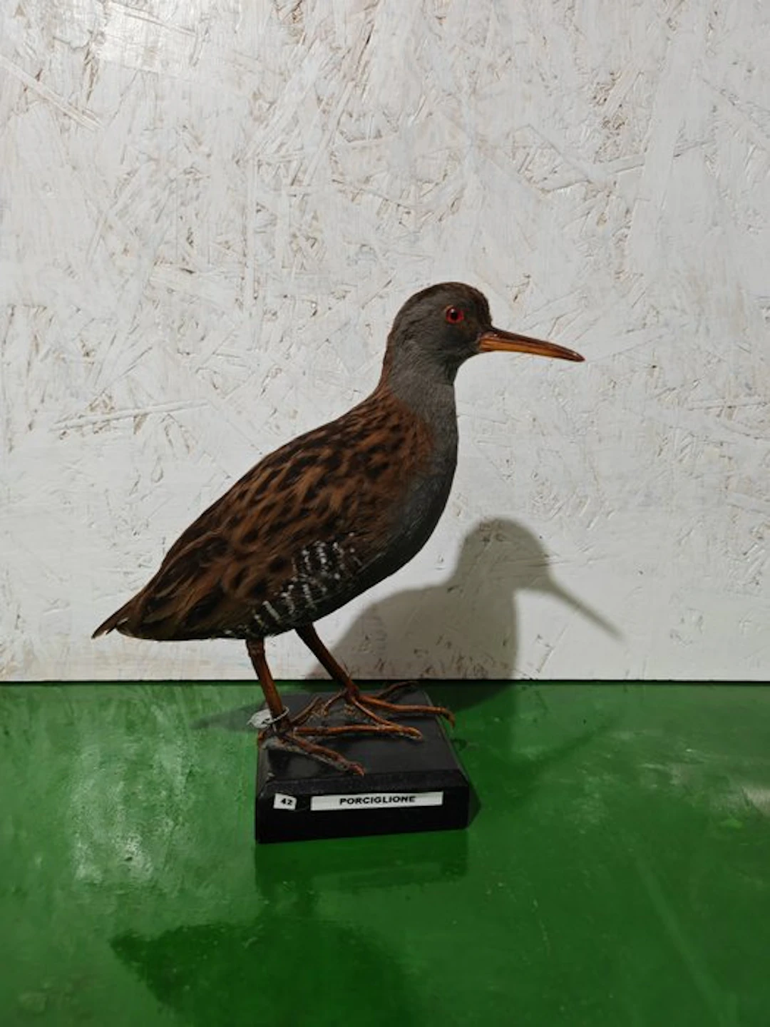 Porciglione Taxidermy full body mount - Rallus aquaticus...