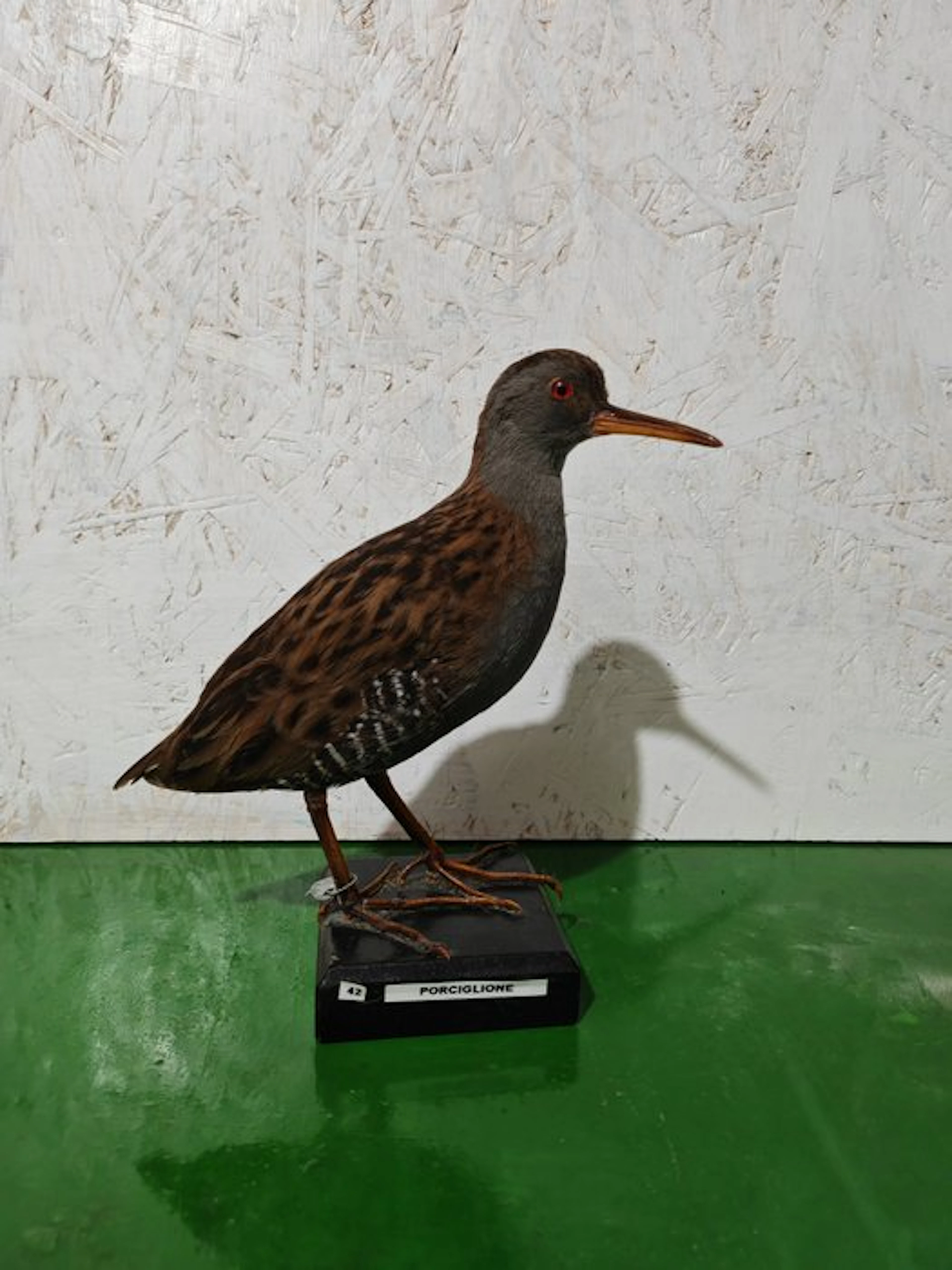 Porciglione Taxidermy full body mount - Rallus aquaticus...