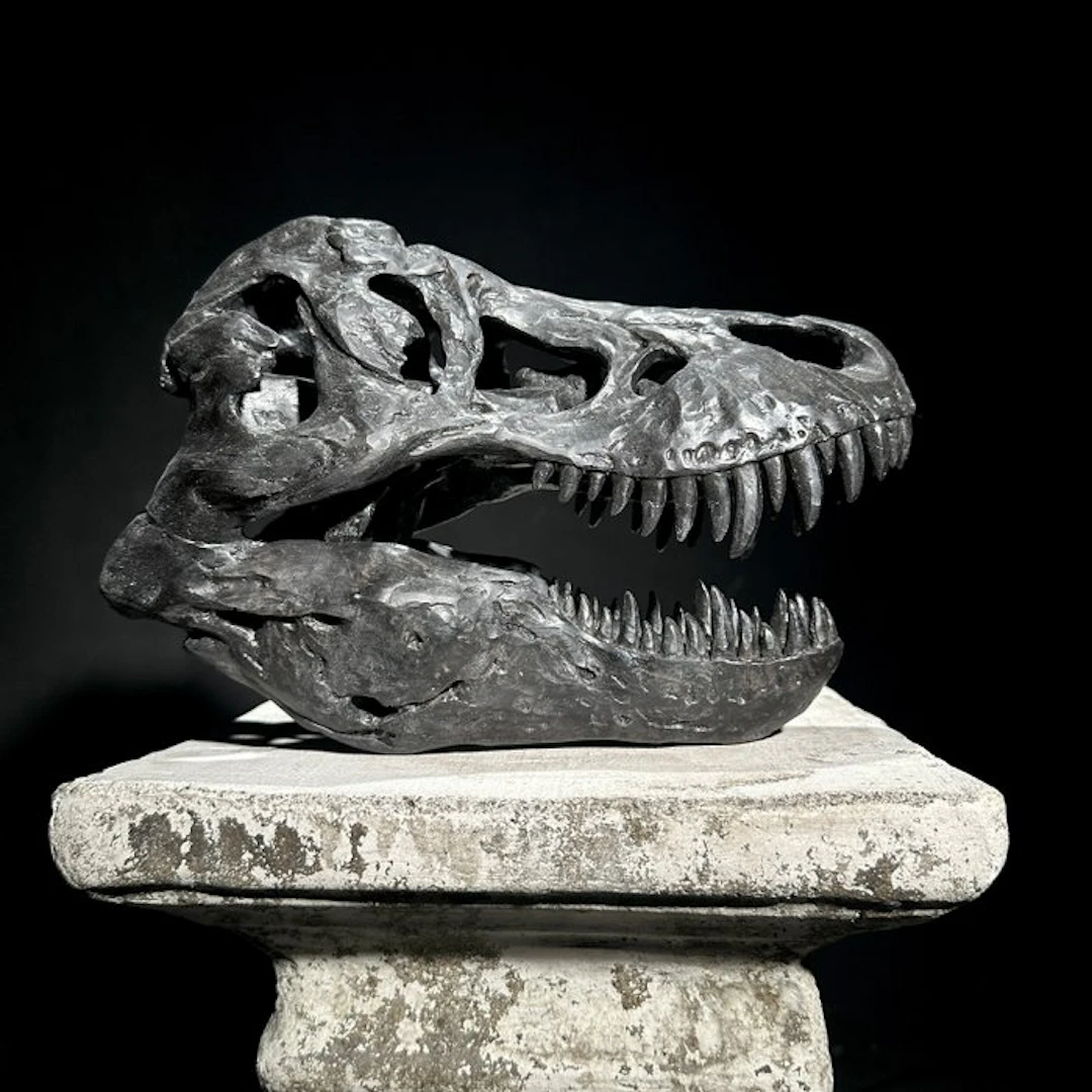 NO RESERVE PRICE - A Replica of Dinosaur Skull...