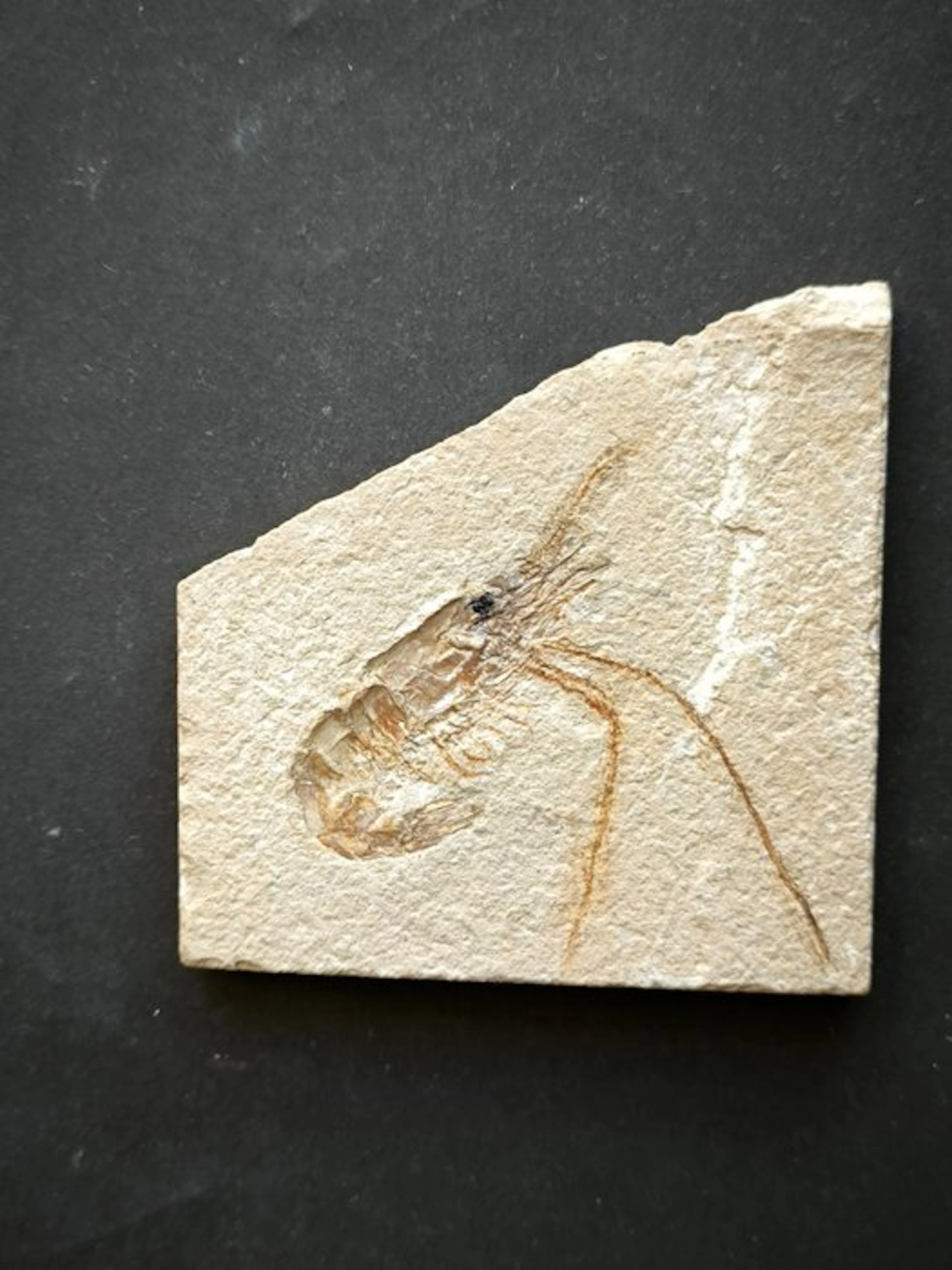 Fossilised animal - Shrimp Carpopenaeus Callirostris...