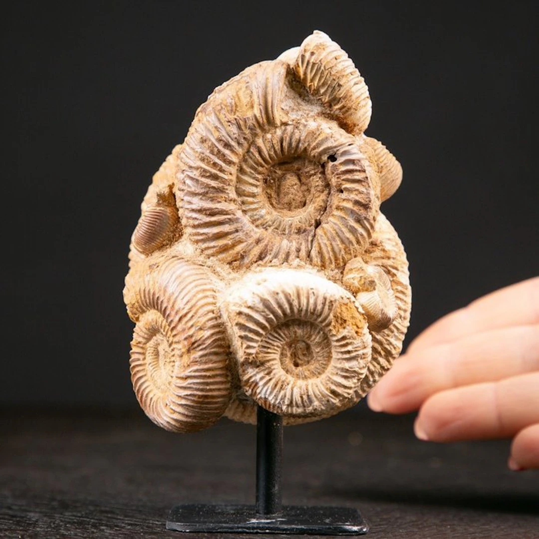 Rare Jurassic Perisphinctes Ammonite Cluster - Natural...