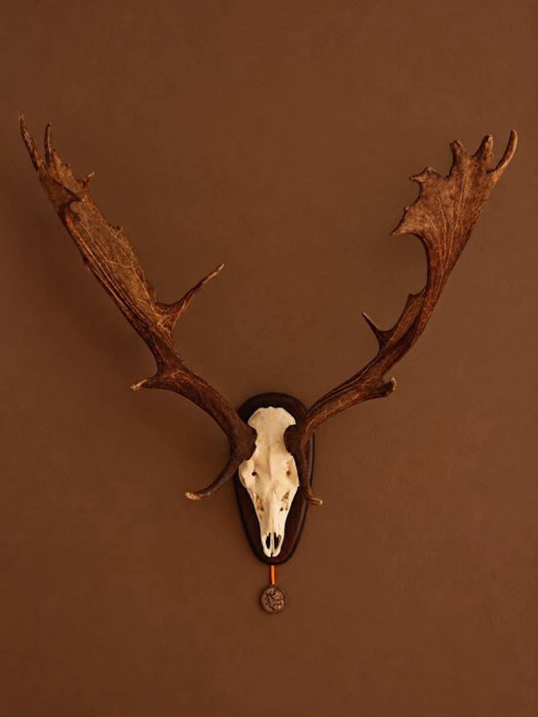Gamo Skull - Dama Dama - 80 cm - 80 cm - 40 cm- Non-CITES species