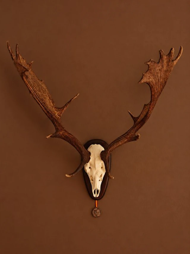 Gamo Skull - Dama Dama - 80 cm - 80 cm - 40 cm- Non-CITES species