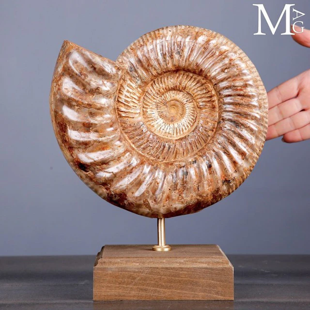 First Quality Fossil Specimen - Perisphinctes Ammonite...