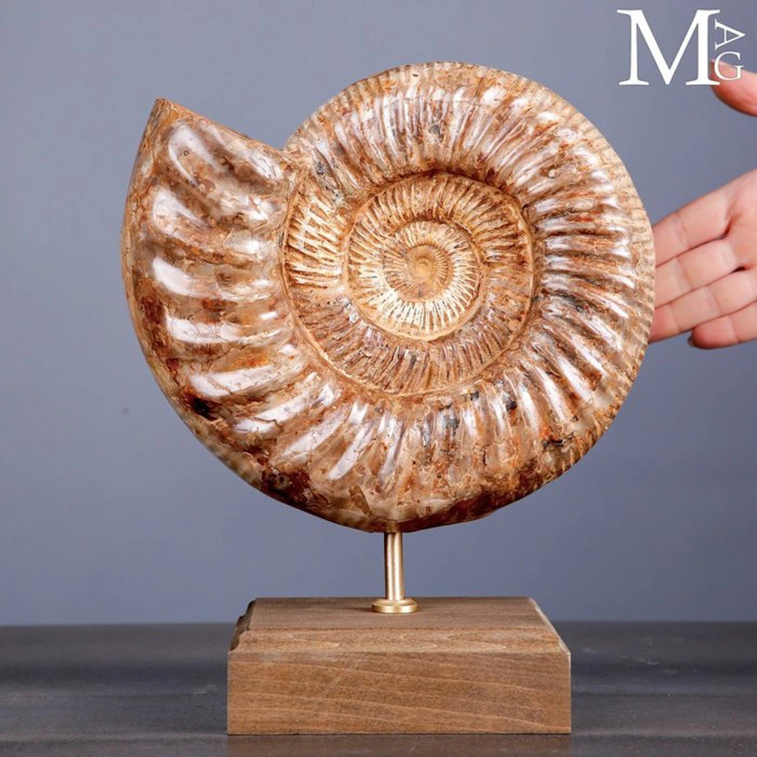 First Quality Fossil Specimen - Perisphinctes Ammonite...