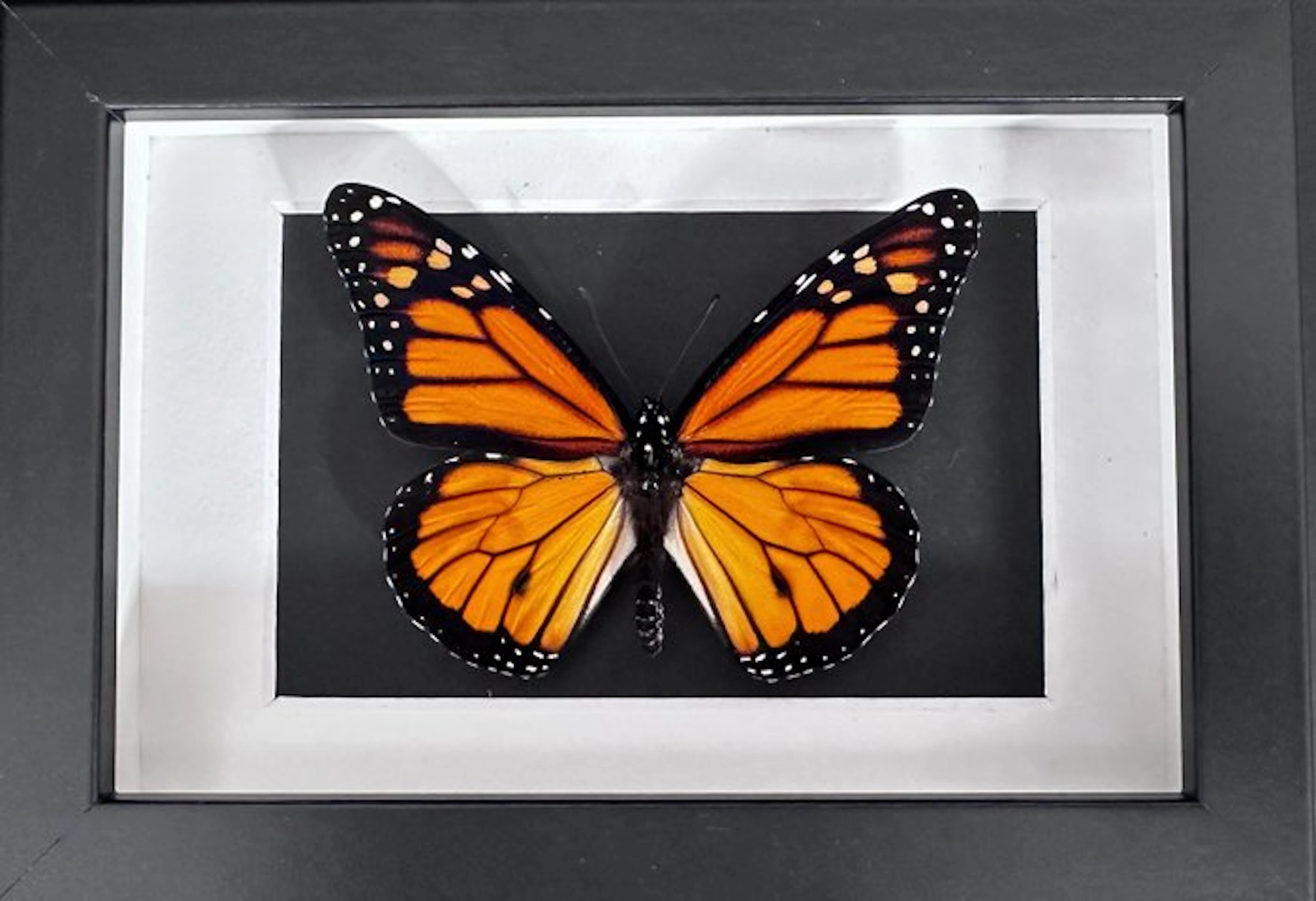 Butterfly Taxidermy full body mount - Monarque (Danaus...