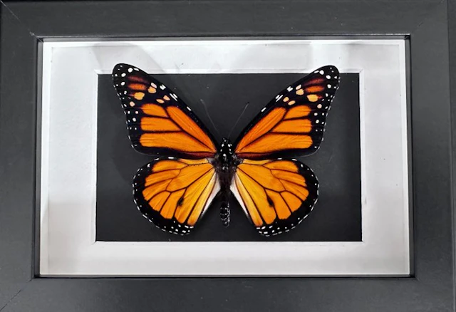 Butterfly Taxidermy full body mount - Monarque (Danaus...