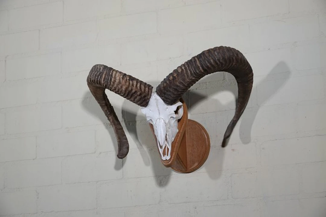 Wild Sheep Skull - Ovis a musimon - 0 cm - 53 cm - 0 cm- Non-CITES species